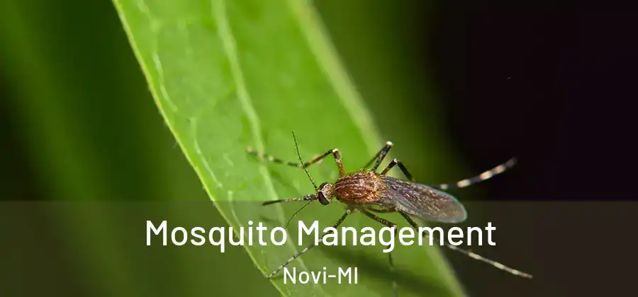 Mosquito Management Novi-MI