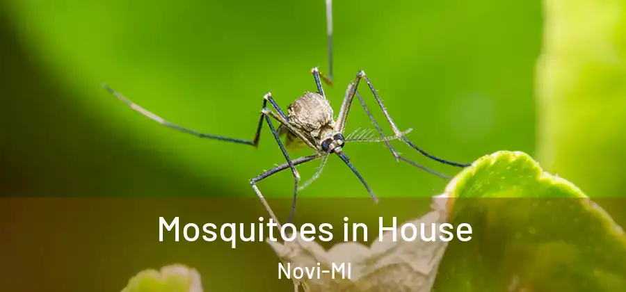 Mosquitoes in House Novi-MI