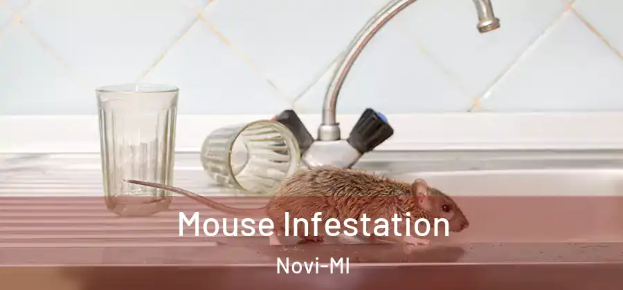 Mouse Infestation Novi-MI