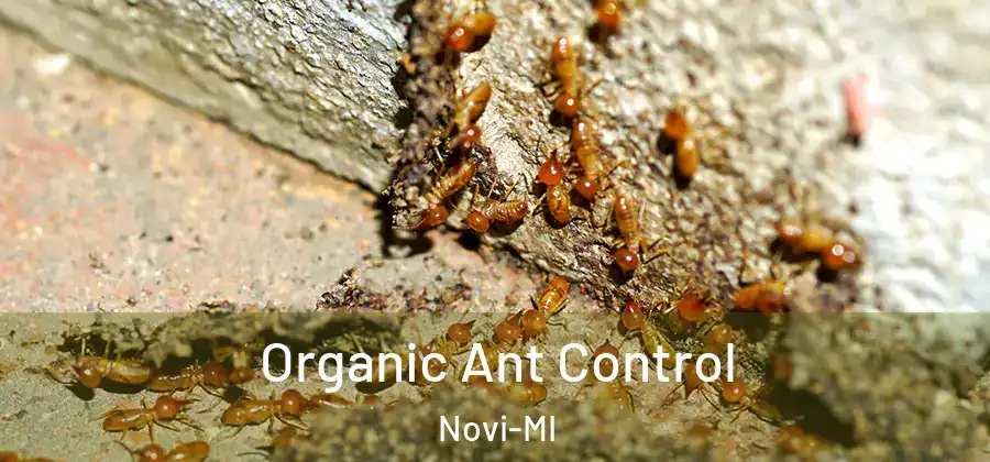 Organic Ant Control Novi-MI