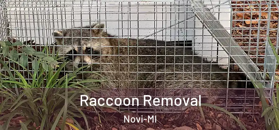 Raccoon Removal Novi-MI