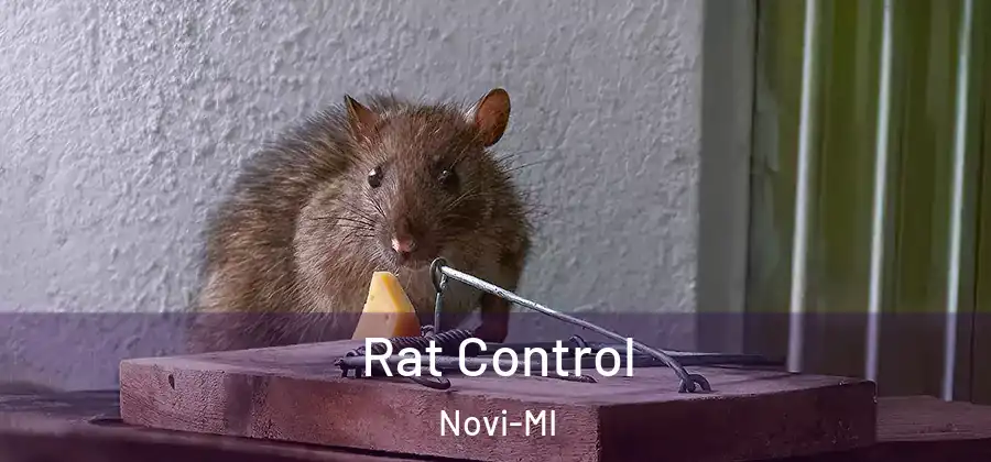 Rat Control Novi-MI