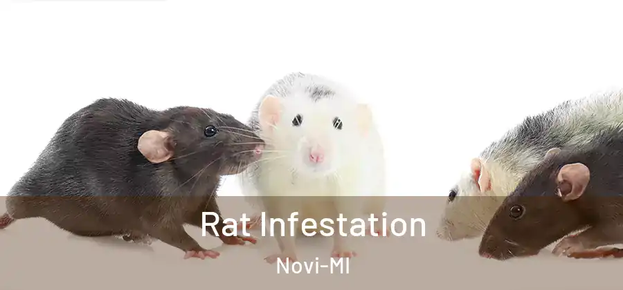 Rat Infestation Novi-MI