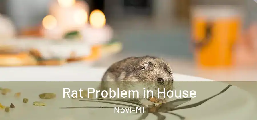 Rat Problem in House Novi-MI