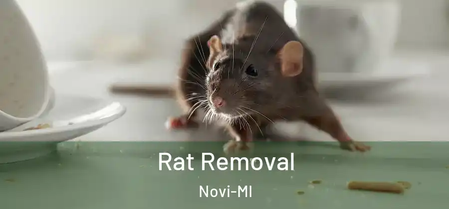 Rat Removal Novi-MI