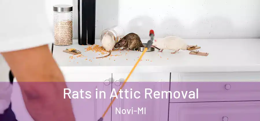  Rats in Attic Removal Novi-MI