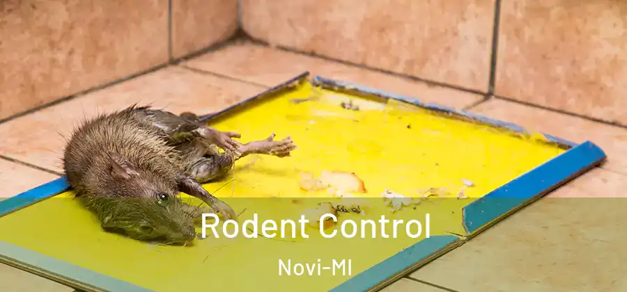 Rodent Control Novi-MI