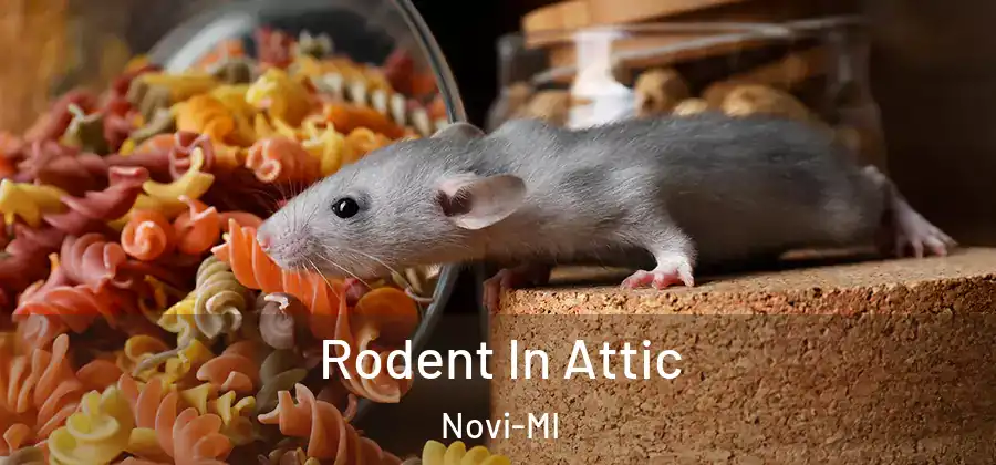Rodent In Attic Novi-MI