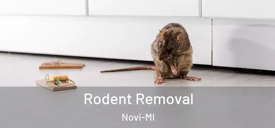 Rodent Removal Novi-MI