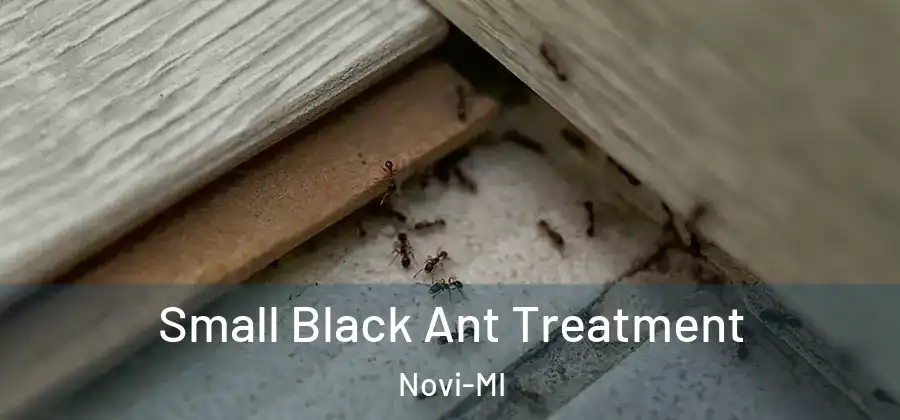 Small Black Ant Treatment Novi-MI