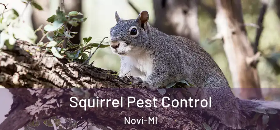 Squirrel Pest Control Novi-MI