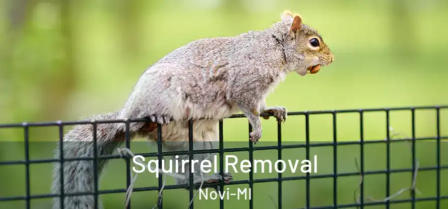 Squirrel Removal Novi-MI