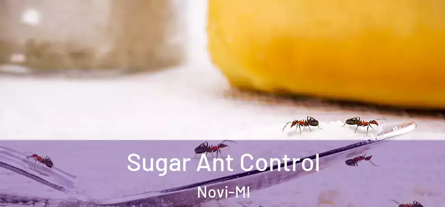 Sugar Ant Control Novi-MI