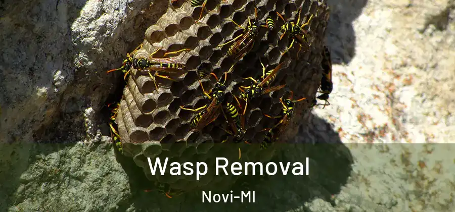 Wasp Removal Novi-MI