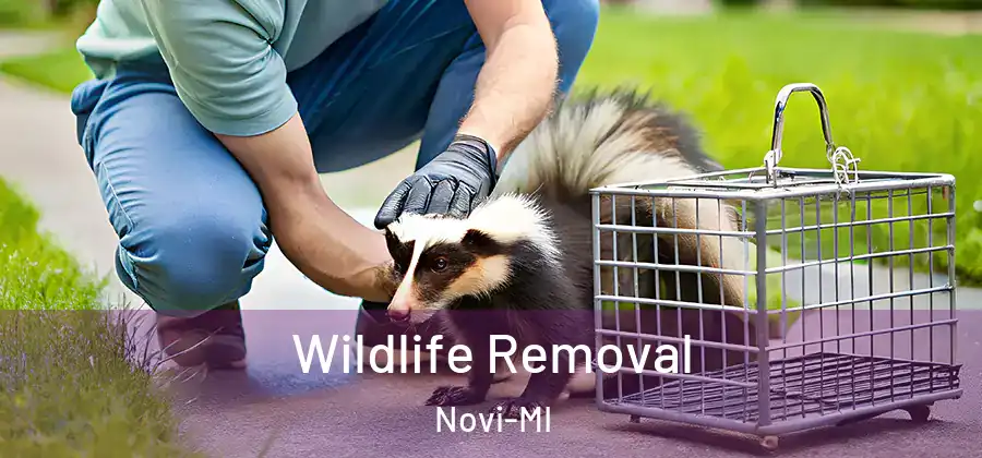 Wildlife Removal Novi-MI