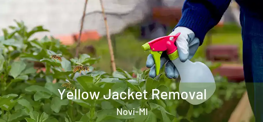 Yellow Jacket Removal Novi-MI